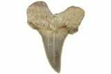 Serrated Sokolovi (Auriculatus) Shark Tooth - Dakhla, Morocco #225233-1